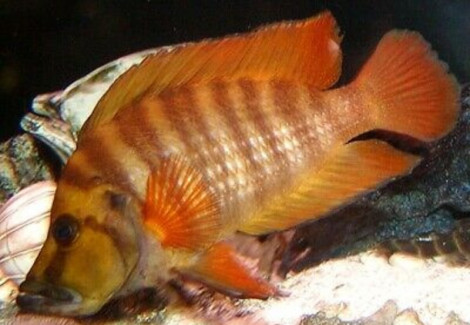 Altolamprologus Compressiceps Kagunga 3-3,5