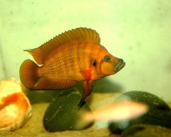 Altolamprologus Compressiceps Orange Kigoma 3Cm