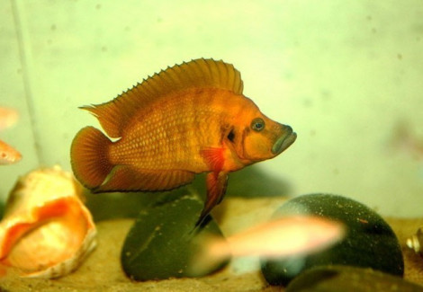 Altolamprologus Compressiceps Orange Kigoma 3Cm