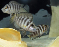 Altolamprologus Compressiceps Sumbu Shell 3-3,5Cm