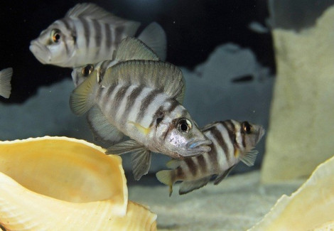 Altolamprologus Compressiceps Sumbu Shell 3-3,5Cm