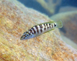 Altolamprologus Fasciatus 4-5Cm