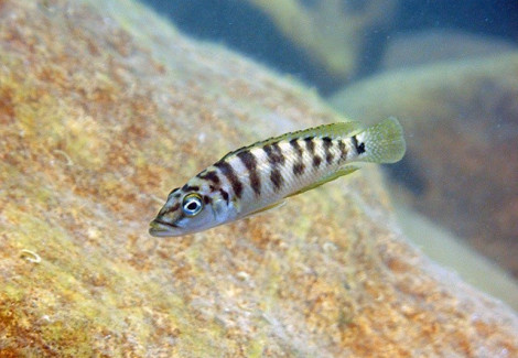 Altolamprologus Fasciatus 4-5Cm