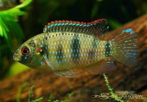 Anomalochromis Thomasi 5-6Cm