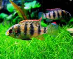 Anomalochromis Thomasi Guinea 3-4Cm