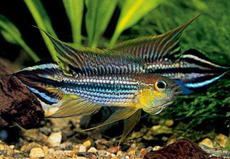 Apistogramma Agassizi 3-4Cm