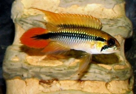 Apistogramma Agassizi Alenquer Redtail 3-4Cm