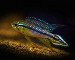 Apistogramma Agassizi Black-Line Rio Negro 3-4Cm