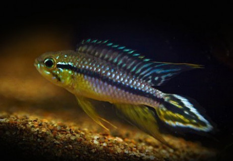 Apistogramma Agassizi Black-Line Rio Negro 3-4Cm