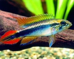 Apistogramma Agassizi Double Red L