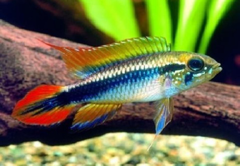 Apistogramma Agassizi Double Red L