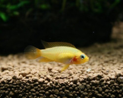 Apistogramma Agassizi Fire Red  Femmina 2,5-3Cm