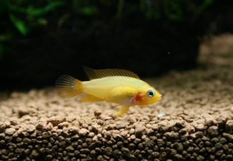 Apistogramma Agassizi Fire Red  Femmina 2,5-3Cm