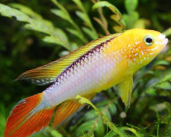 Apistogramma Agassizi Fire Red 3-3,5Cm