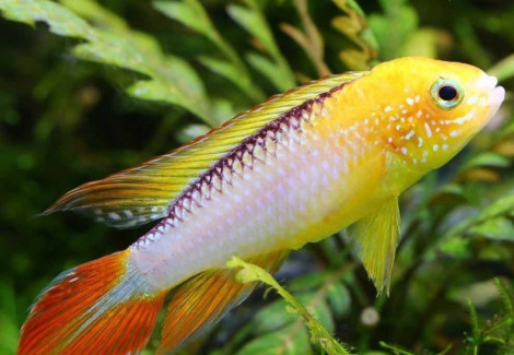 Apistogramma Agassizi Fire Red 3-3,5Cm