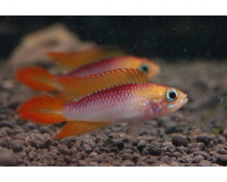 Apistogramma Agassizi Gold Red 3-4Cm