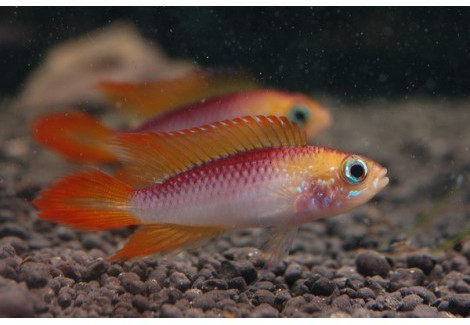 Apistogramma Agassizi Gold Red 3-4Cm