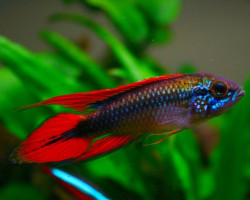 Apistogramma Agassizi Red Dorsal 3-4,5Cm