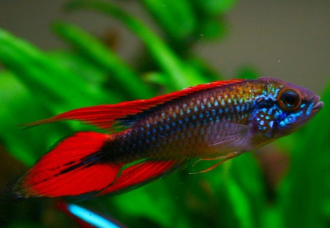 Apistogramma Agassizi Red Dorsal 3-4,5Cm