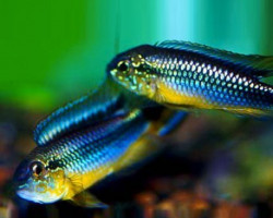 Apistogramma Agassizi Rio Tefe-Blue 3 - 4Cm