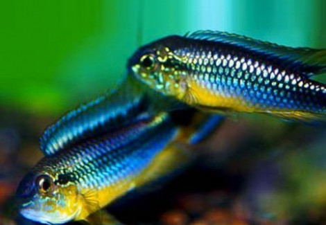 Apistogramma Agassizi Rio Tefe-Blue 3 - 4Cm