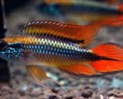 Apistogramma Agassizi Super Red 3,5-4Cm