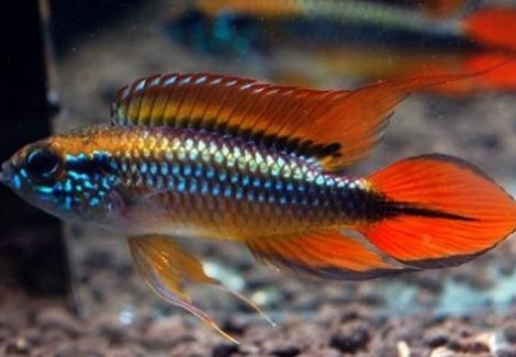 Apistogramma Agassizi Super Red 3,5-4Cm