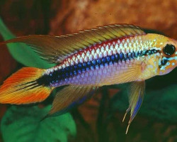 Apistogramma Agassizii 2-2,5