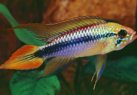 Apistogramma Agassizii 2-2,5