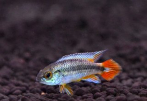 Apistogramma Agassizii Alenquer Neon Blue 2,5-3