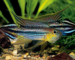 Apistogramma Agassizii Blue 3-4