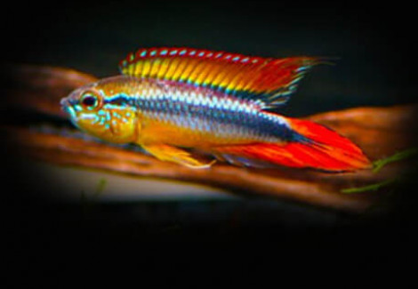 Apistogramma Agassizii Orange Dorsal 3 - 4