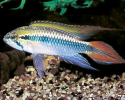 Apistogramma Agassizii Redtail 3