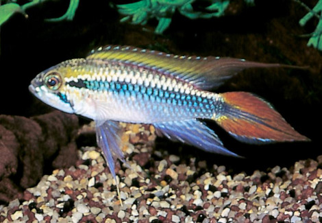 Apistogramma Agassizii Redtail 3