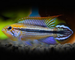 Apistogramma Agassizii Rio Madeira 3-3,5