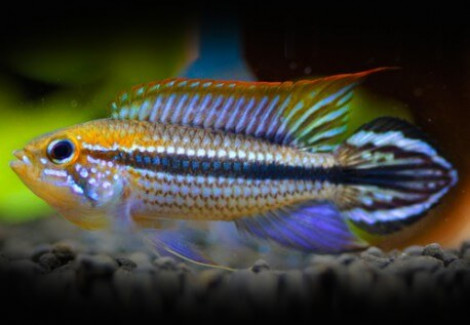 Apistogramma Agassizii Rio Madeira 3-3,5