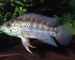 Apistogramma Alacrina 3-4