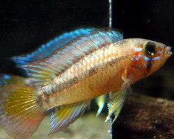 Apistogramma Algodon Ii 3-4