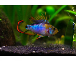 Apistogramma Baenschi-Inca 2,5-3