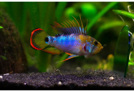 Apistogramma Baenschi-Inca 3-3,5Cm