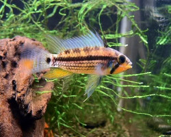 Apistogramma Black Chin 3-3,5