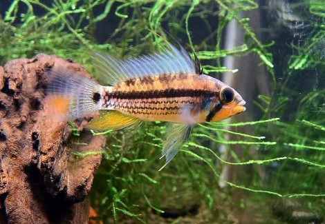 Apistogramma Black Chin 3-3,5