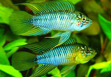 Apistogramma Borellii 2,5-3