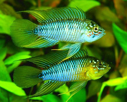 Apistogramma Borellii 3-3,5