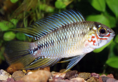 Apistogramma Borellii Pantal 2,5-3,5