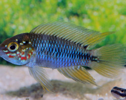 Apistogramma Borellii Paraguay 3