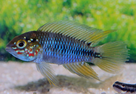 Apistogramma Borellii Paraguay 3