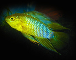 Apistogramma Borellii Yellow Head 3