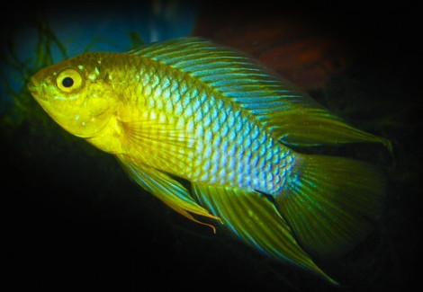 Apistogramma Borellii Yellow Head 3