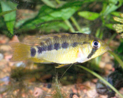 Apistogramma Cacatuoides  Femmina 3Cm